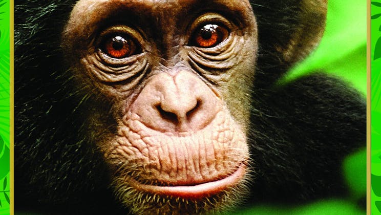 Chimpanzee